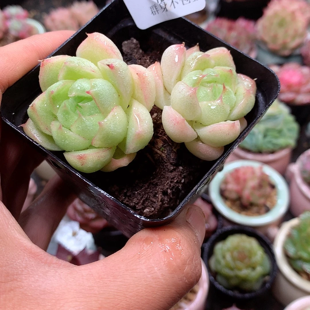 精控拇指盆10.7807