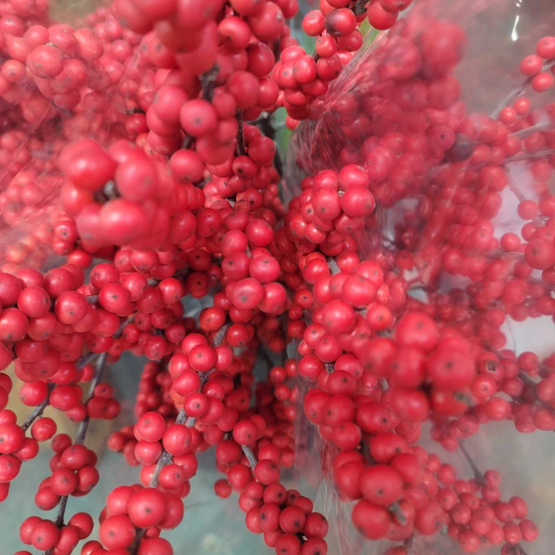 北美冬青果5枝市区配送