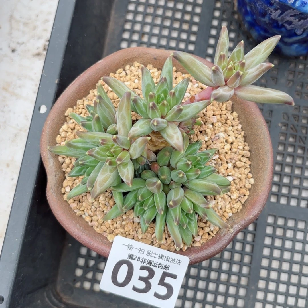 梵高老桩无盆土发货