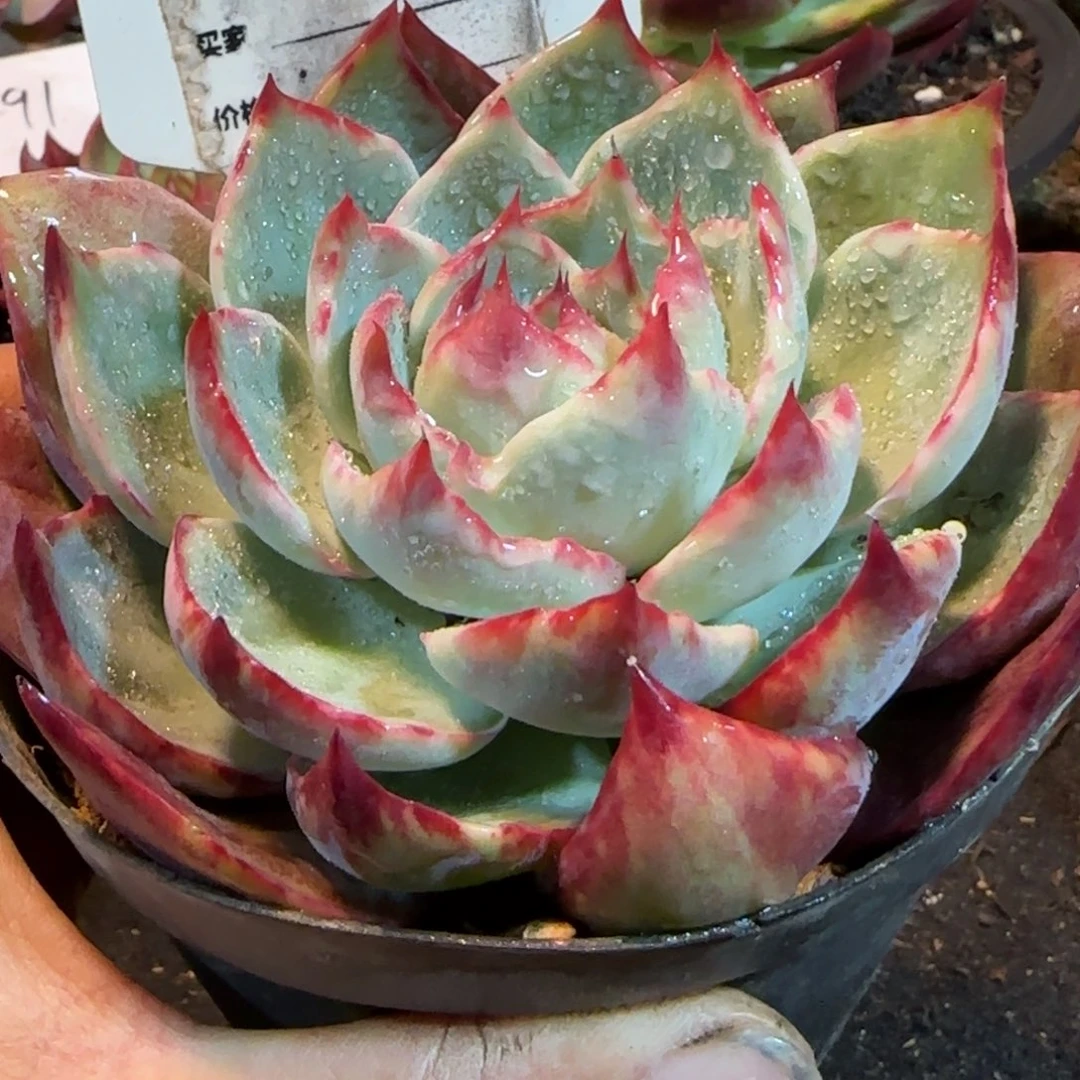 尖叶花脸惊鸿一物一拍包装收缩花旱763