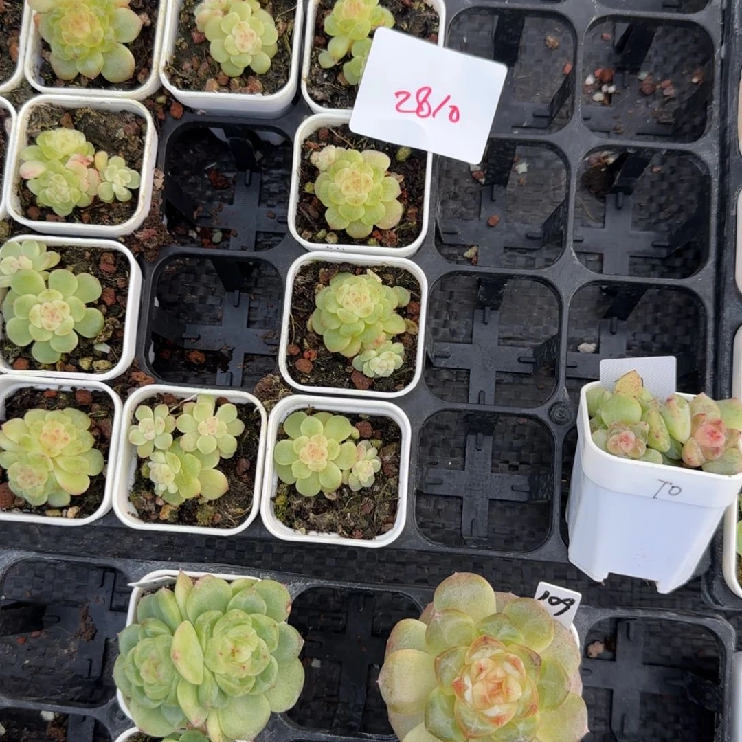 2810竹马穴一个满20包邮