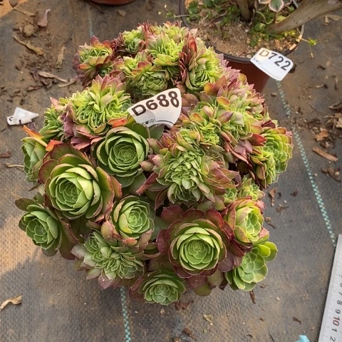 圣罗兰多肉植物法师不包损