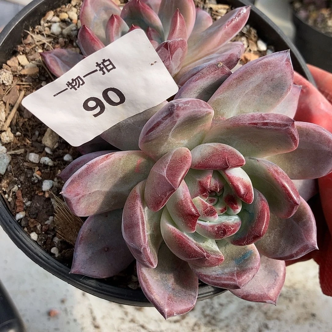 90 一物一拍多肉黑拉糖