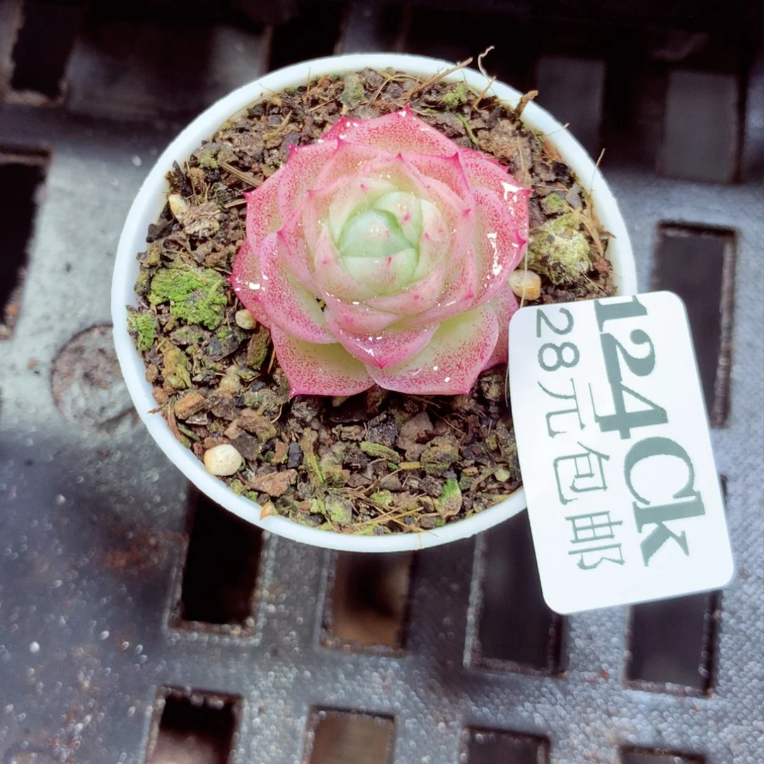 5厘米盆精控多肉124