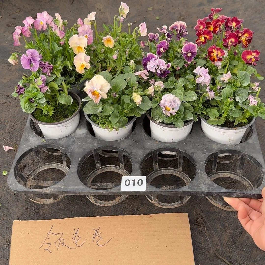 010号大花角堇清棚福利无售后
