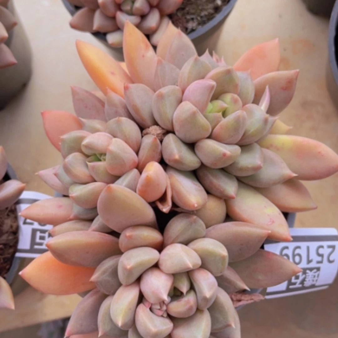 【闪购商品】红象牙25199