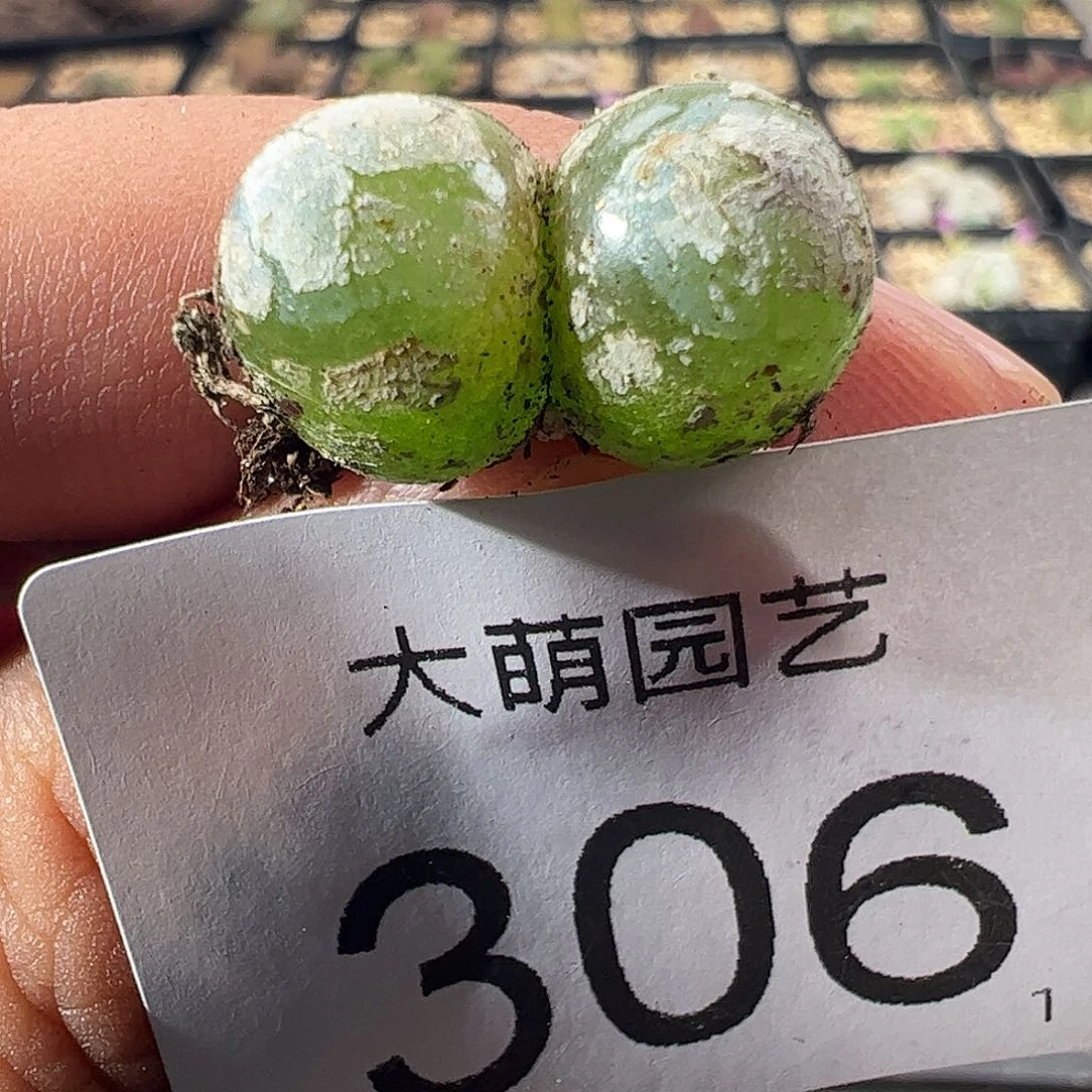 一物一拍。         306