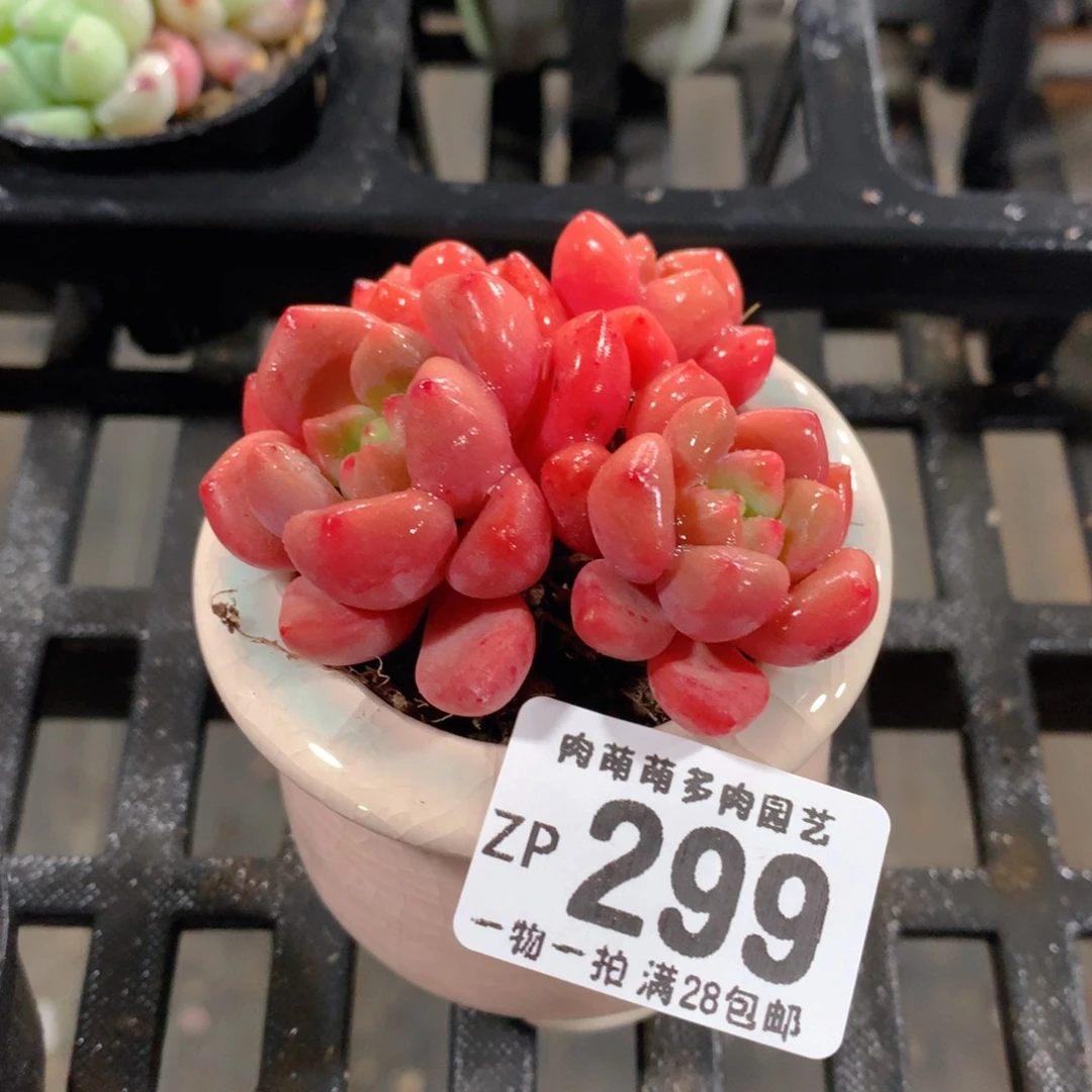 肉萌萌拇指盆精控多肉ZP299