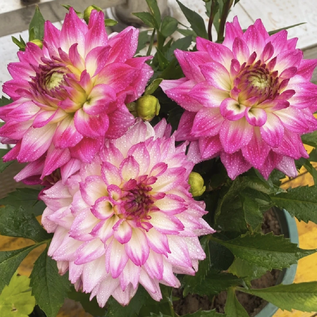 大丽花【颜色选拍】大花型花卉四季开花阳台庭院观花植物