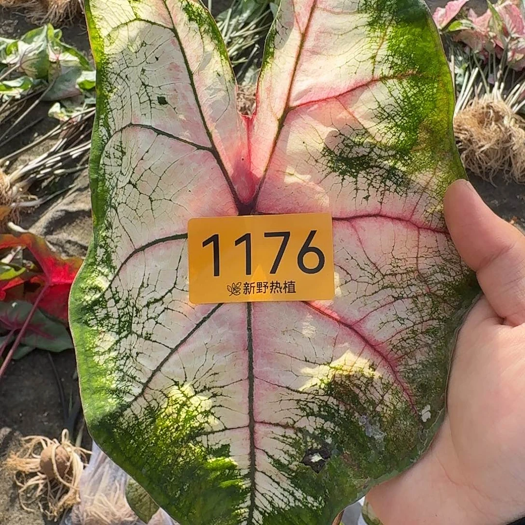 完全开放1176苹果花8-9裸球不售后