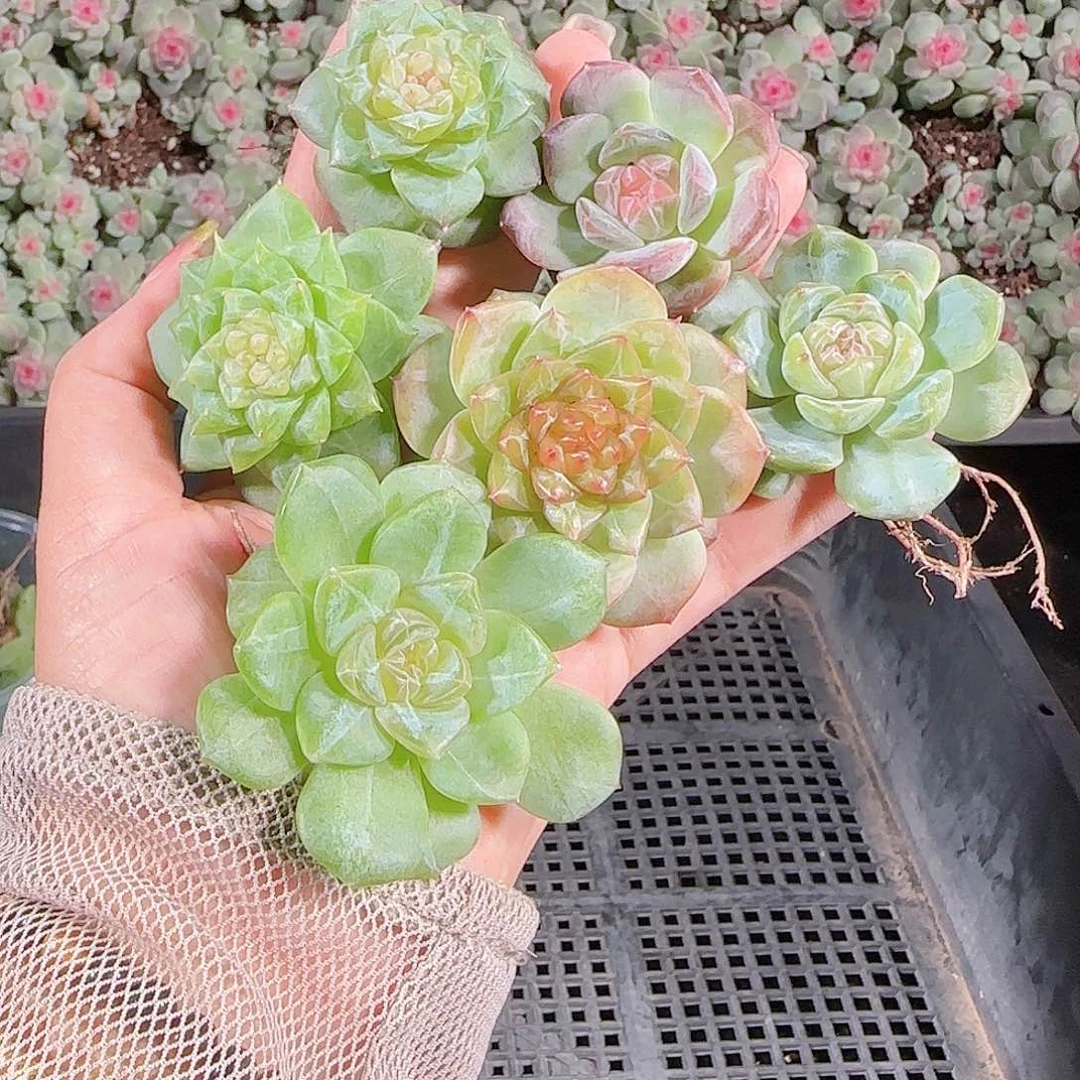 0919---138糖心珍妮