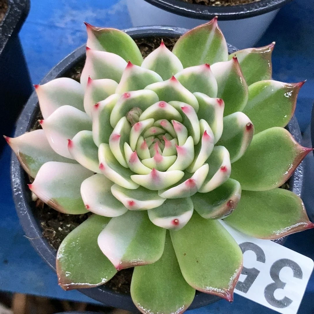 353娃娃锦多肉植物哇啦塞