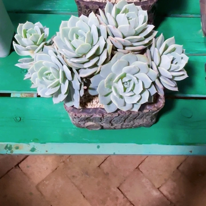 恋曲朵朵缀化A45号号