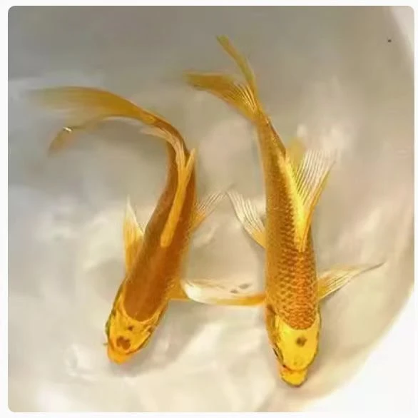 黄金锦鲤冷水观赏鱼黑金锦鲤白金蝴蝶鲤龙凤锦鲤好养耐活金鱼鱼苗