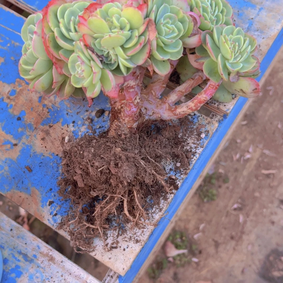 杨***哥多肉植物保护研究所所长的