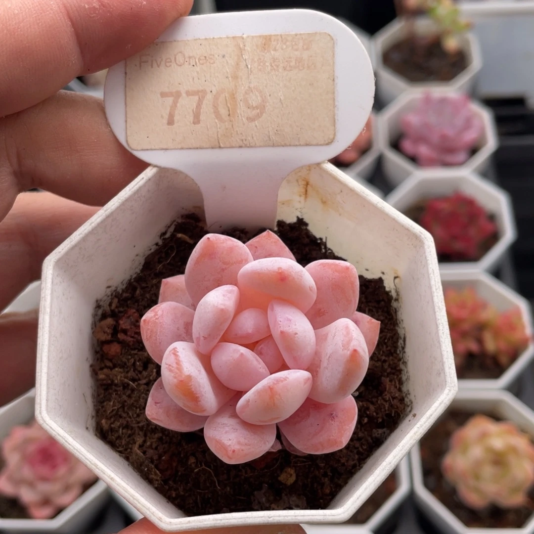 雪糕7709-4.5厘米