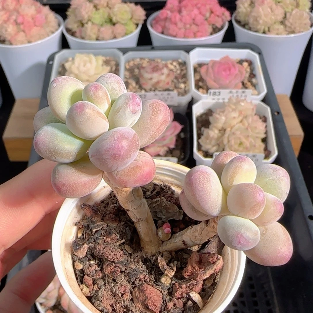 多肉0102-192苹果美人小老桩