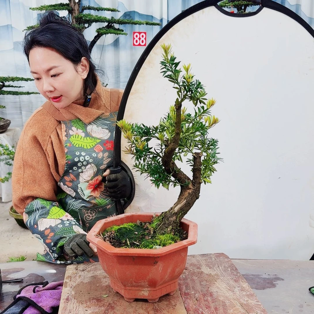 绿植罗汉松一物一拍