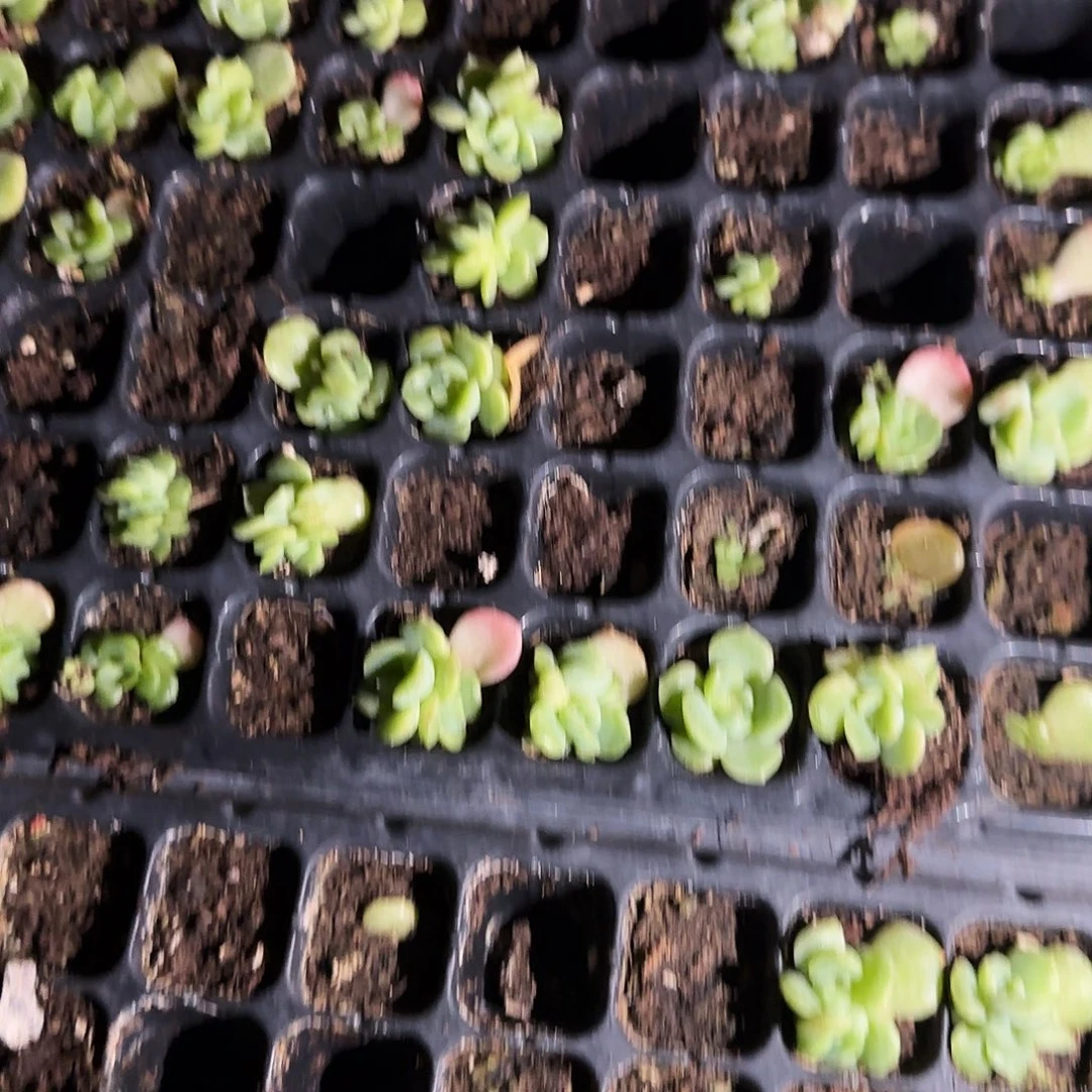 谪仙中苗穴一个满25包邮