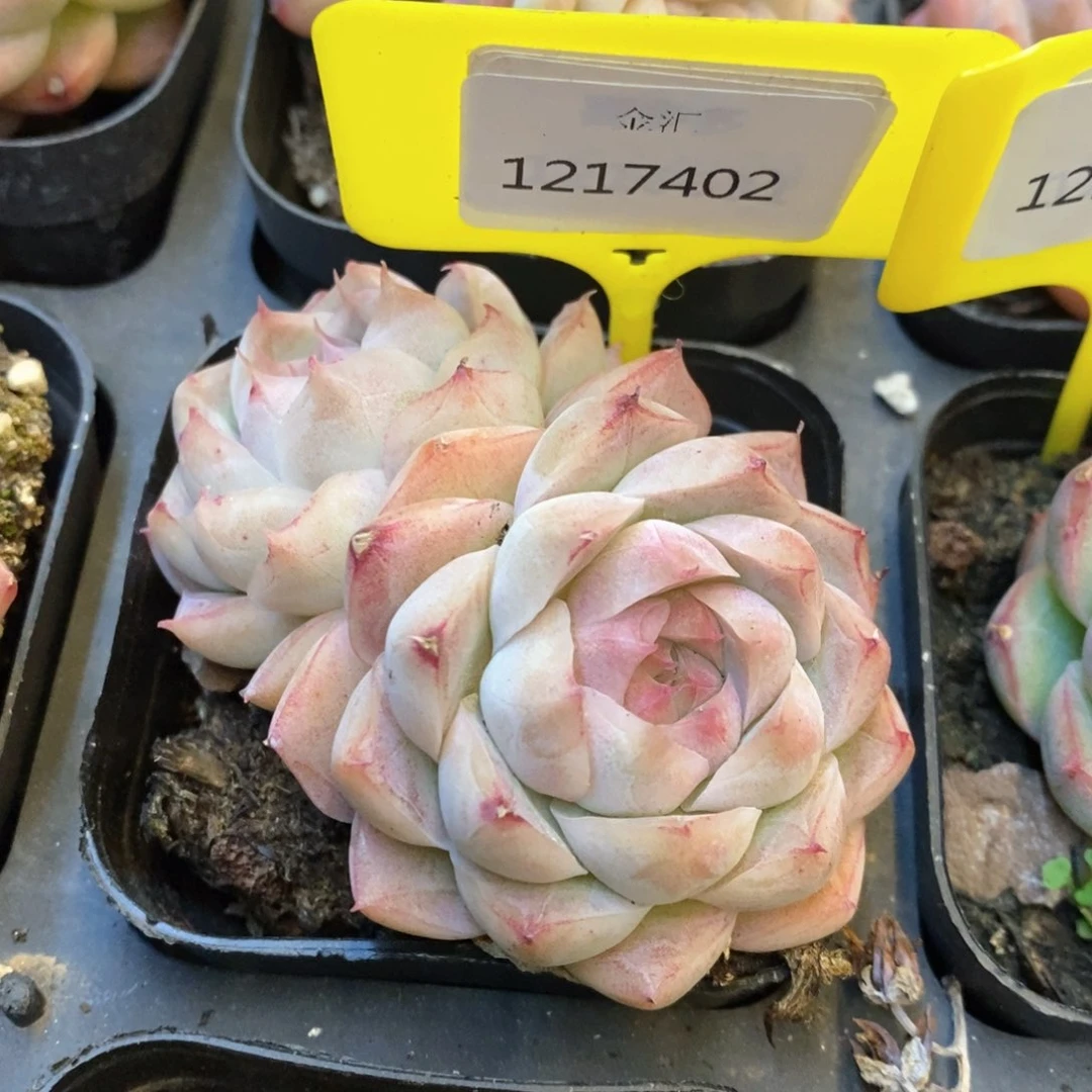 福利多多。1217402