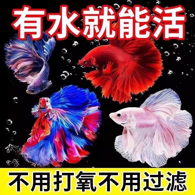 【迪之201-300号】泰国斗鱼好养耐活小型热带观赏鱼