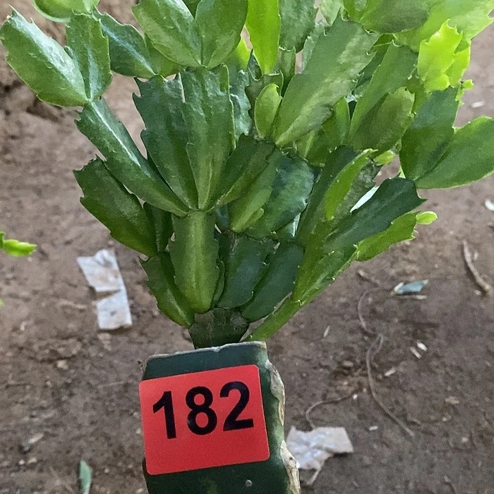 无花朵劲*瑕疵苗2277，182号
