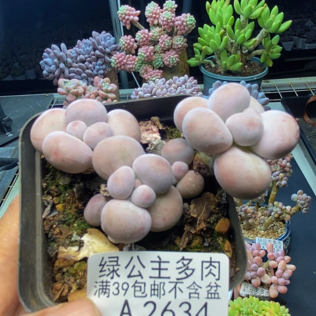 634芭比奶多肉7c m