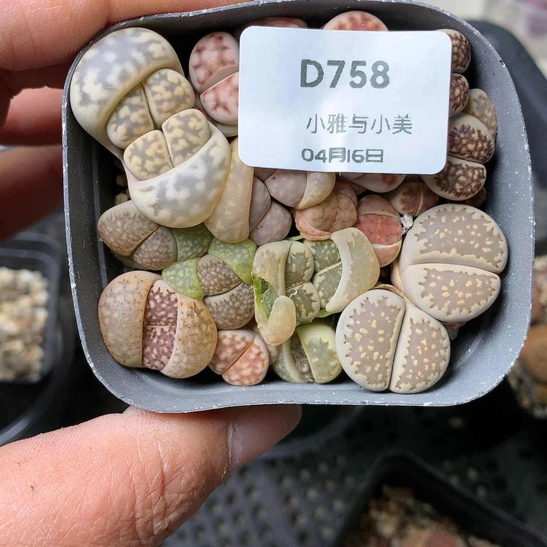 D758多肉植物保护研究所