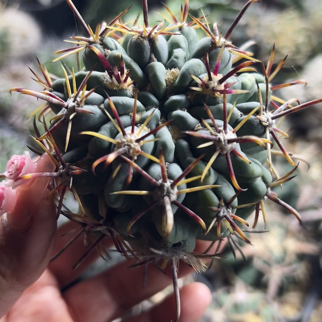 庆松玉有根仙人球666666