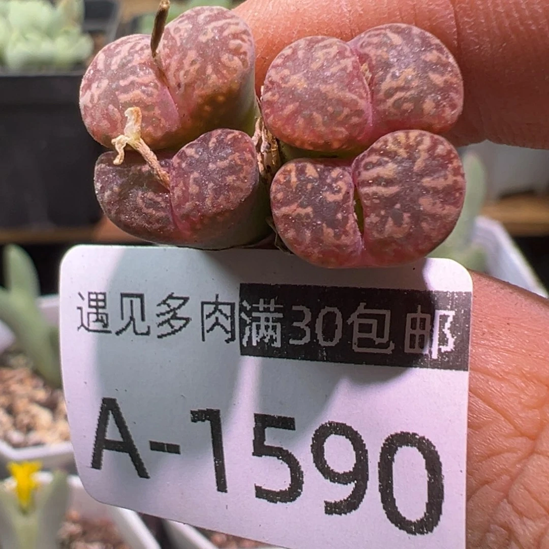 多肉植物11111111111
