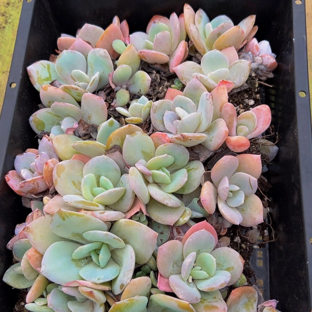 329多肉植物和植物在这里