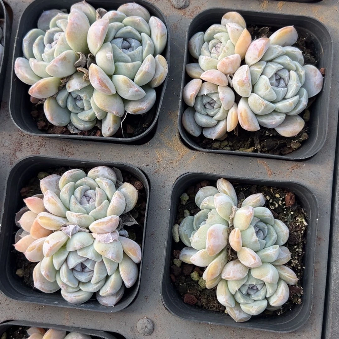 汉堡群到手1颗量拍多肉满18元包邮下午发货