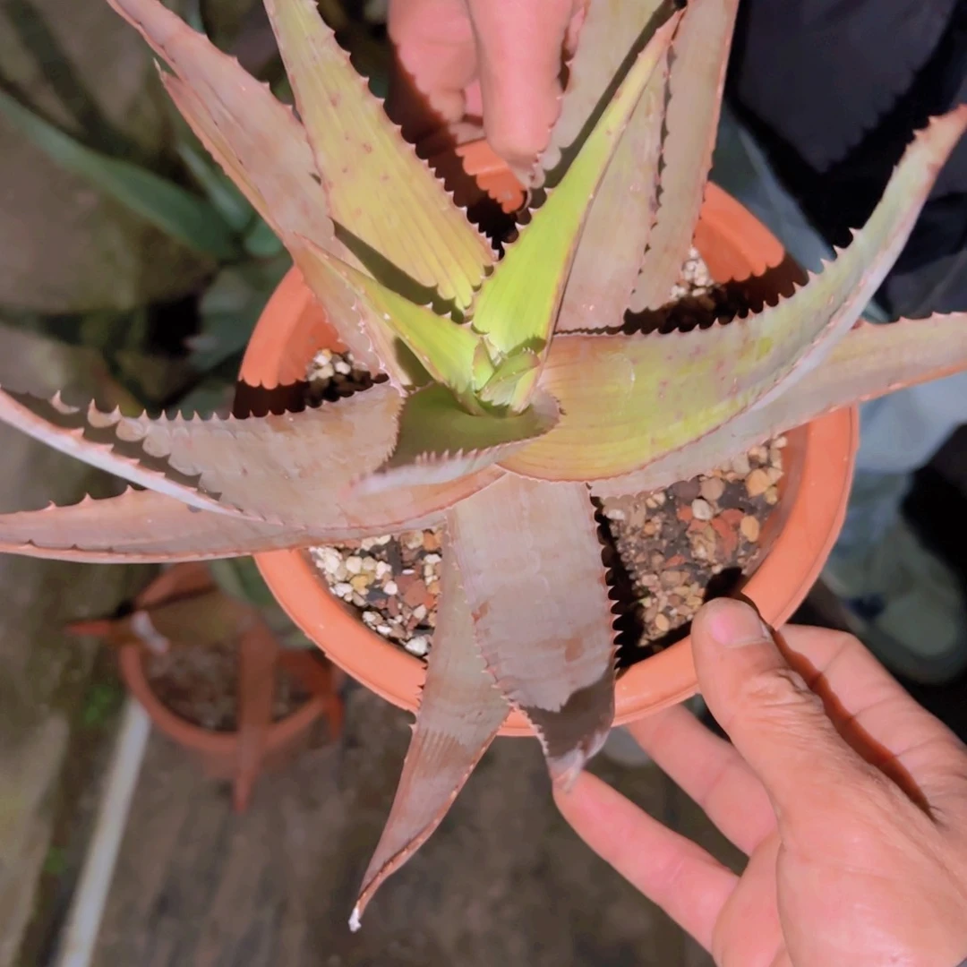 百**.块根植物块根植物块根