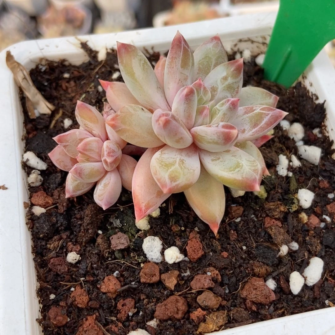 916伊丽莎白多肉植物保护