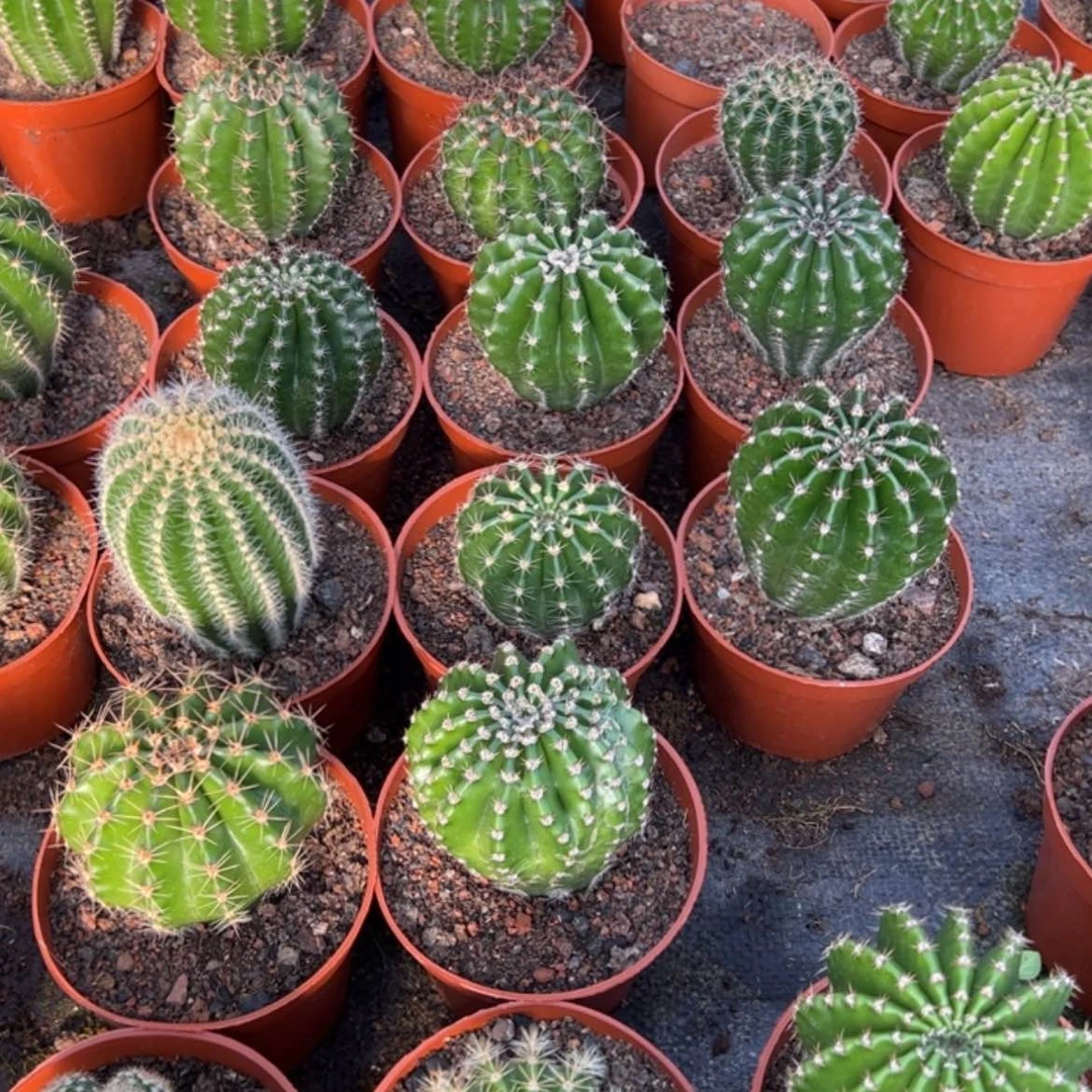 【闪购商品】随机实生球7公分起