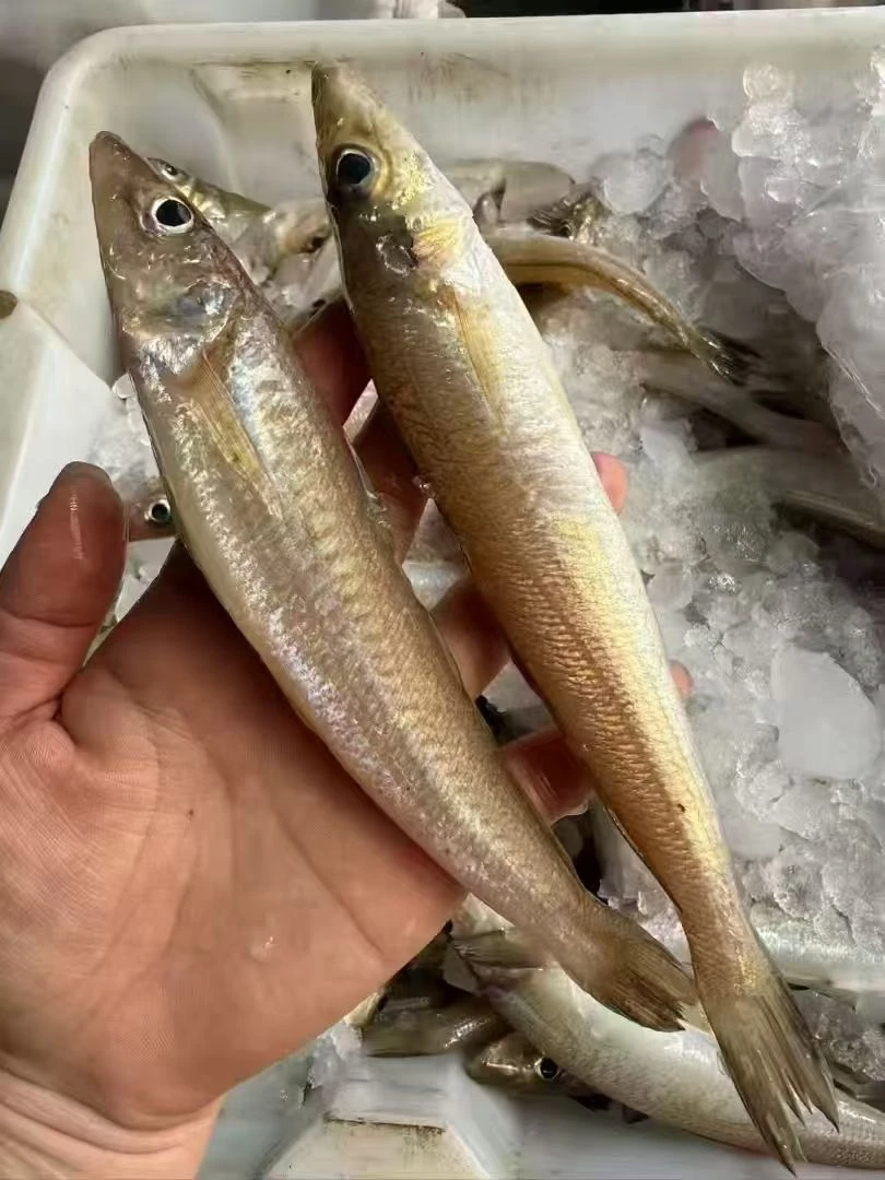 神泉本港沙尖鱼3斤,5斤装