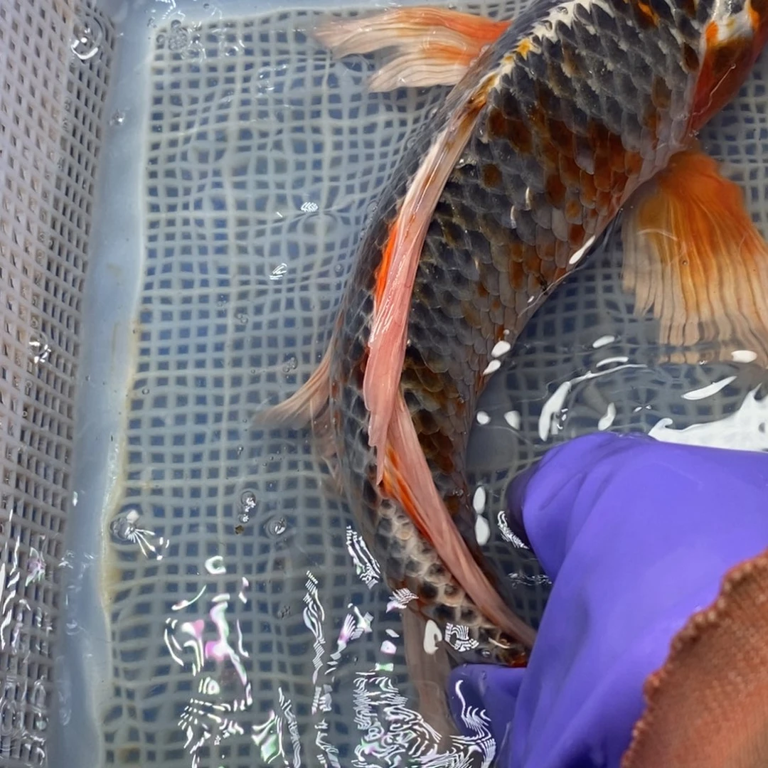 锦鲤冷水锦鲤包邮