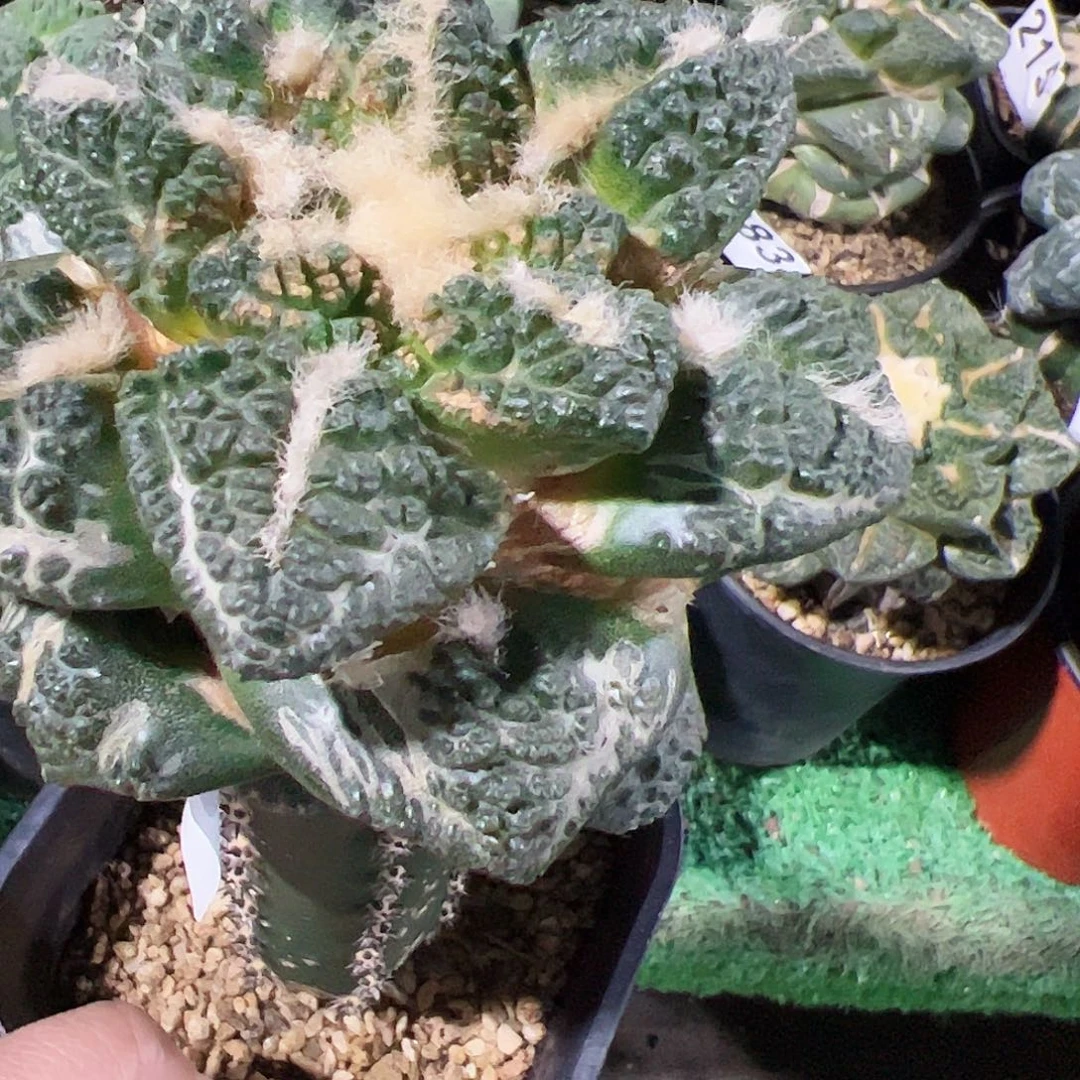 无花朵隔尤龟甲有点锈斑802