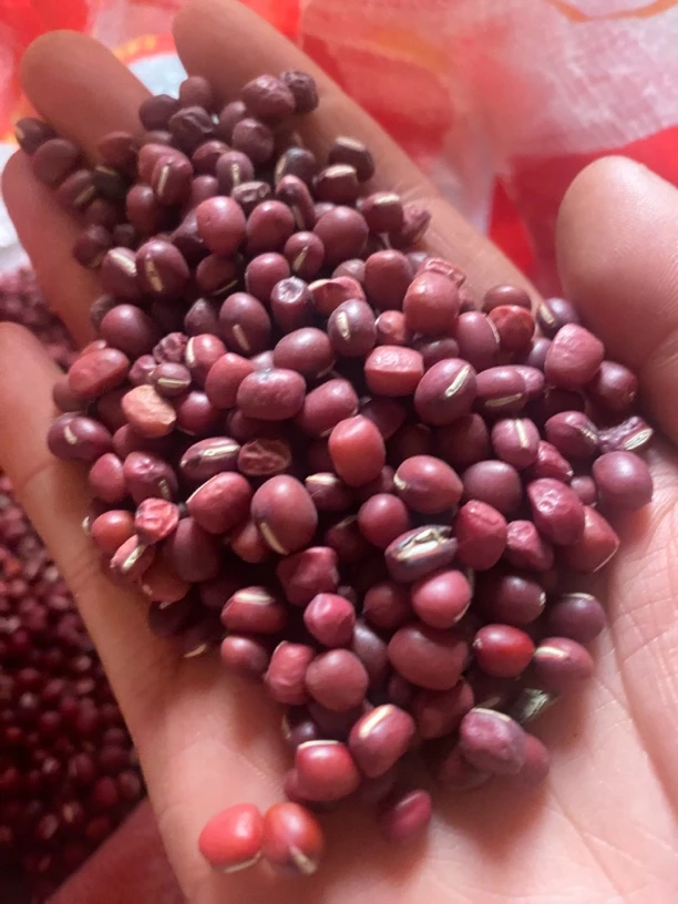 笨小豆红豆农家自种