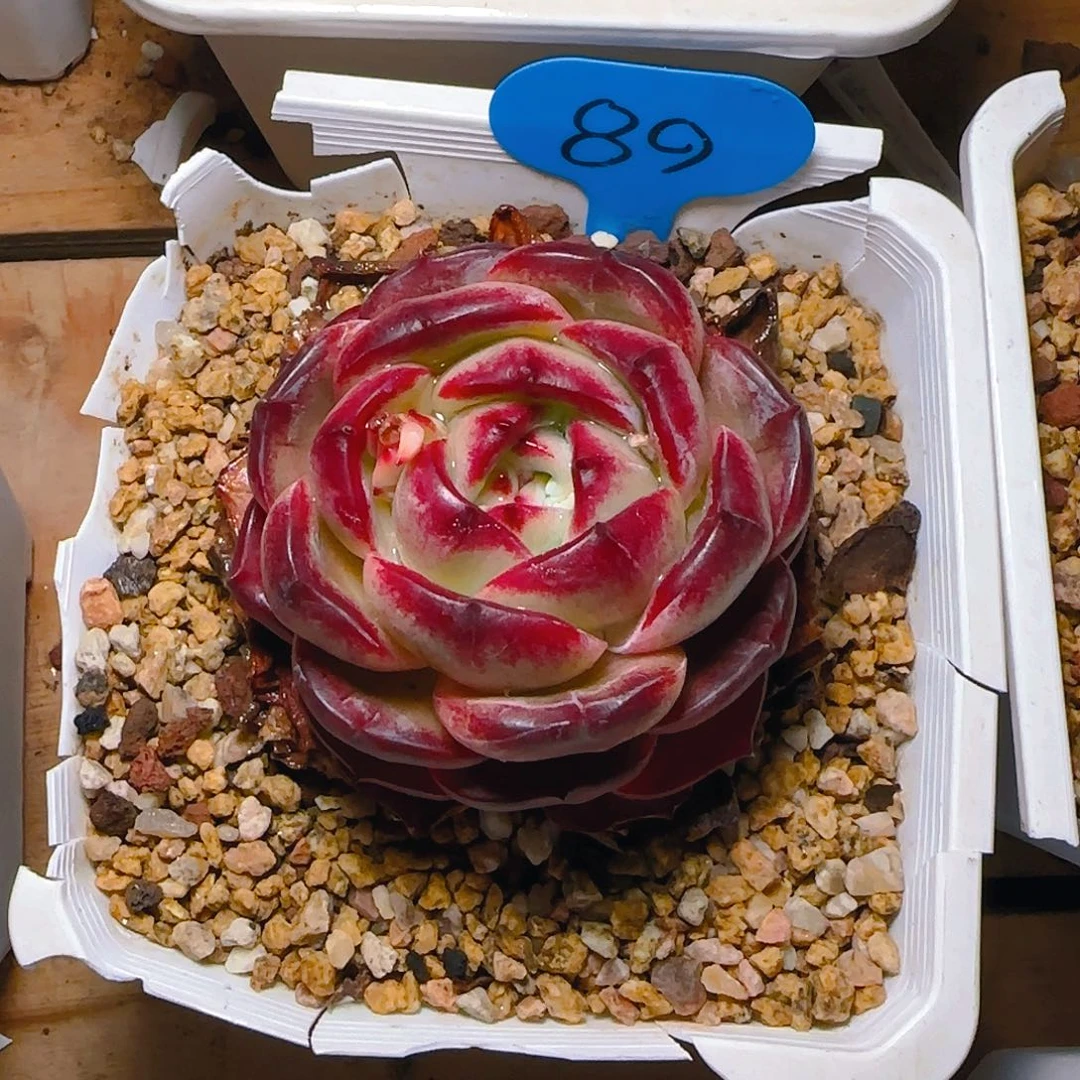 不****夜魔侠89号一物一拍