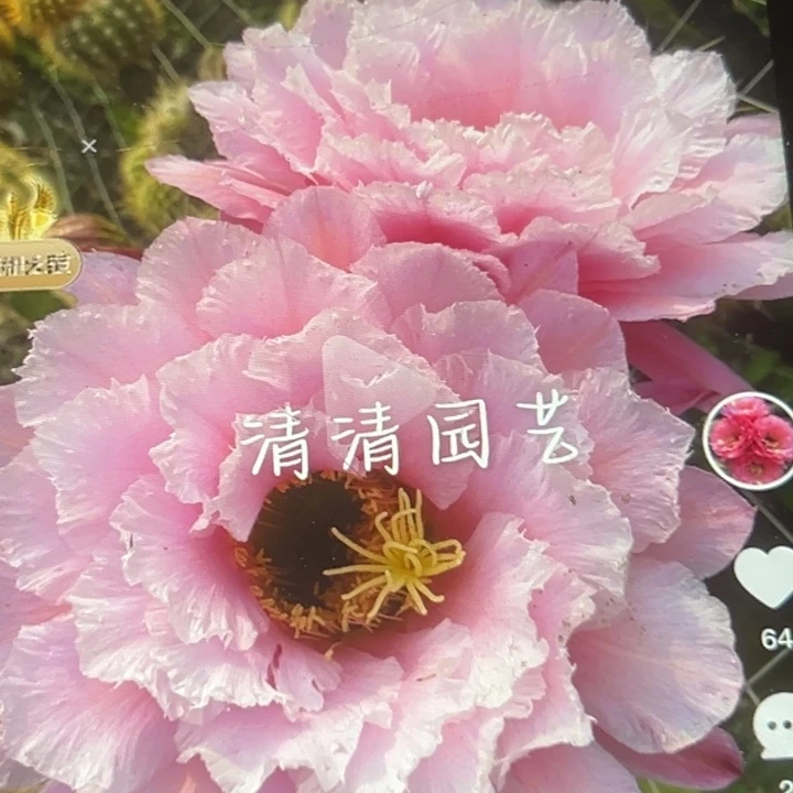 清清3-66侧牙瑕疵黑点