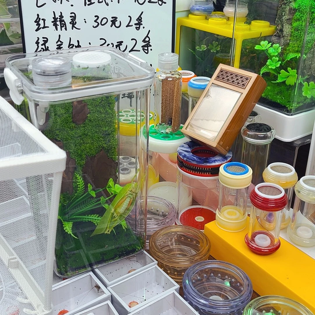 拍拍拍带巨拟，素贝