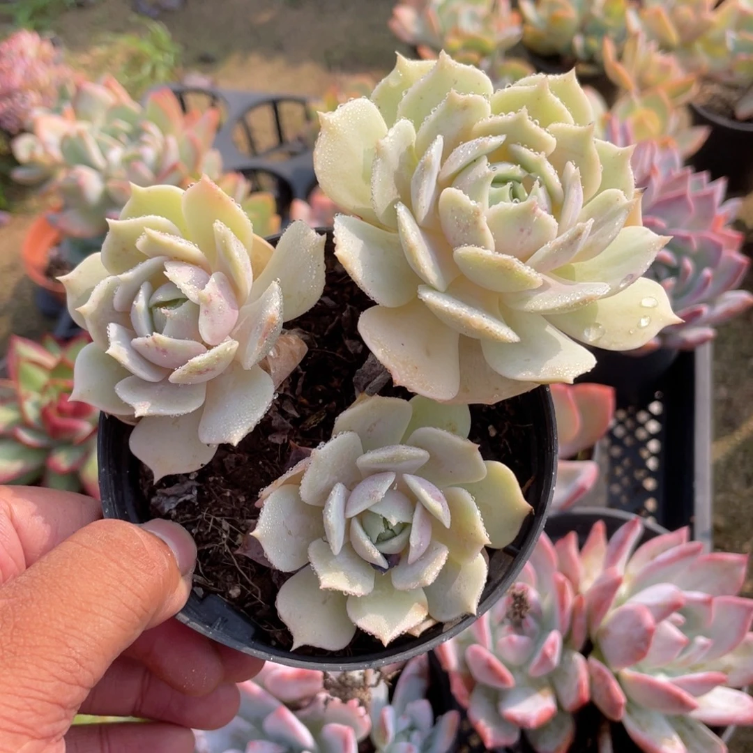 0114  粉劳拉  六月六