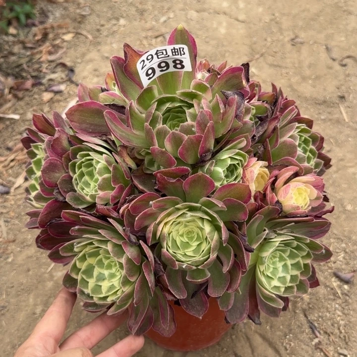 海王……多肉植物……