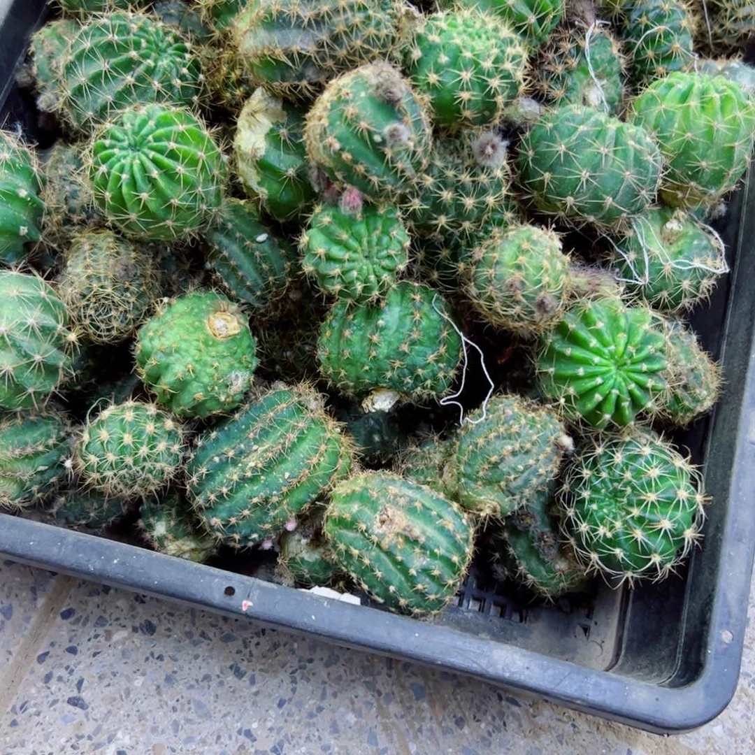 下132无名丽花2个软斑点歪无根2-3公分左右20包邮