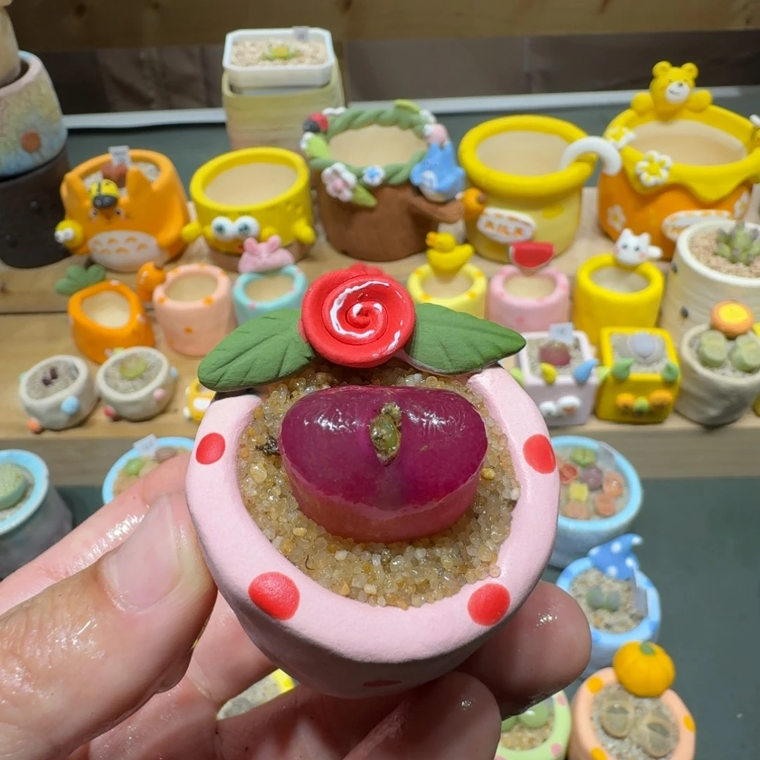 红陶蘑菇582毛汉尼