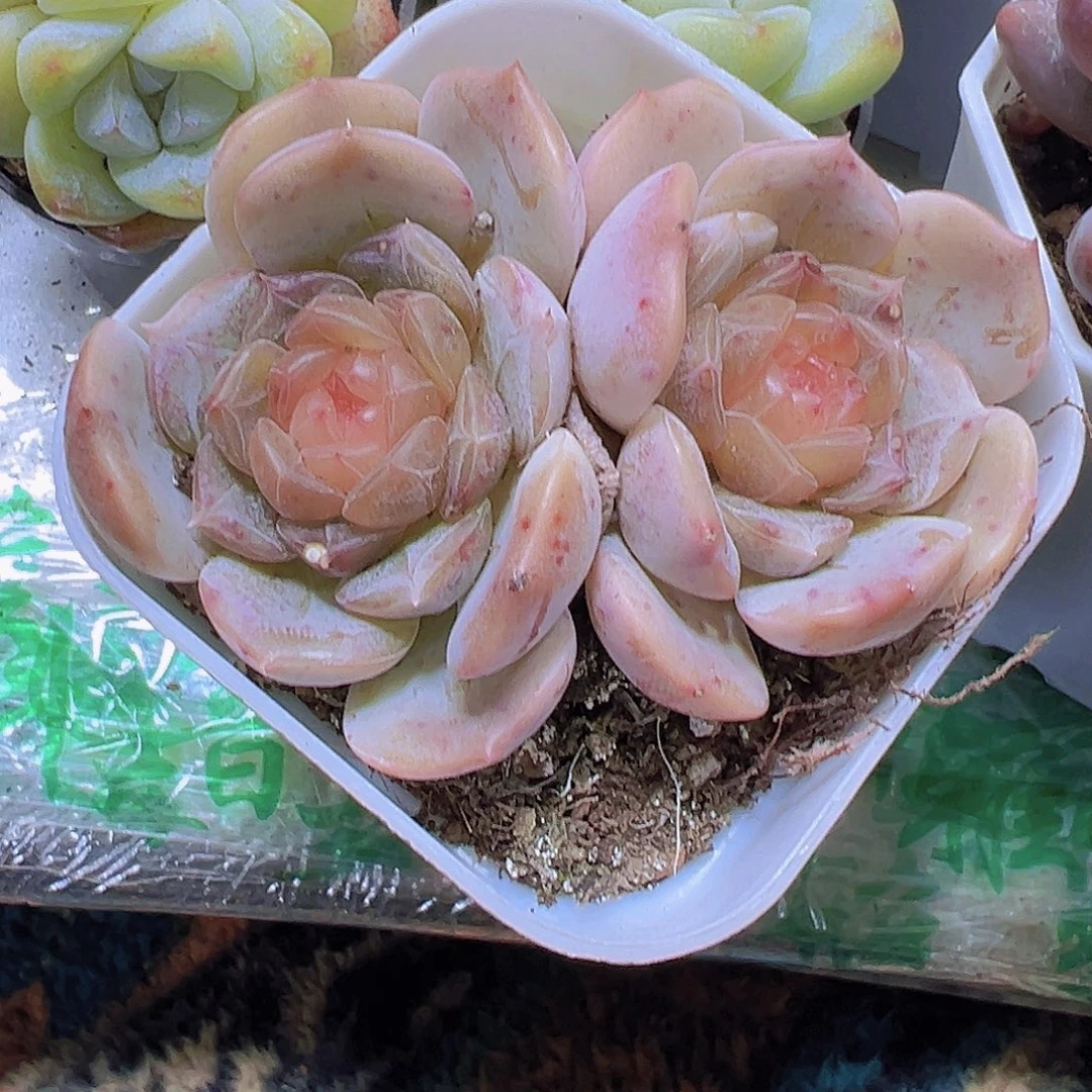 双头彩恋19包邮多肉植物
