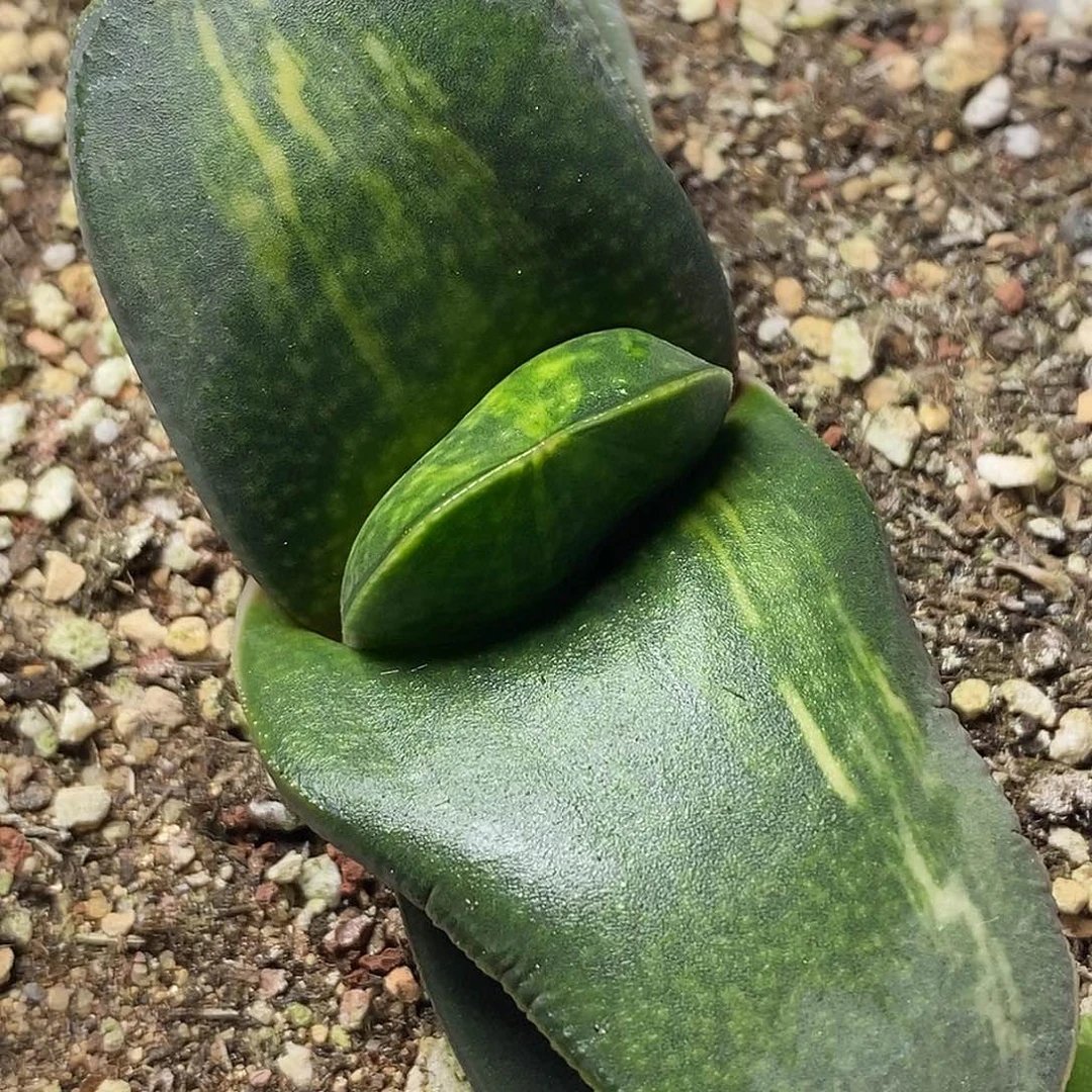 不带盆脱土裸根发货