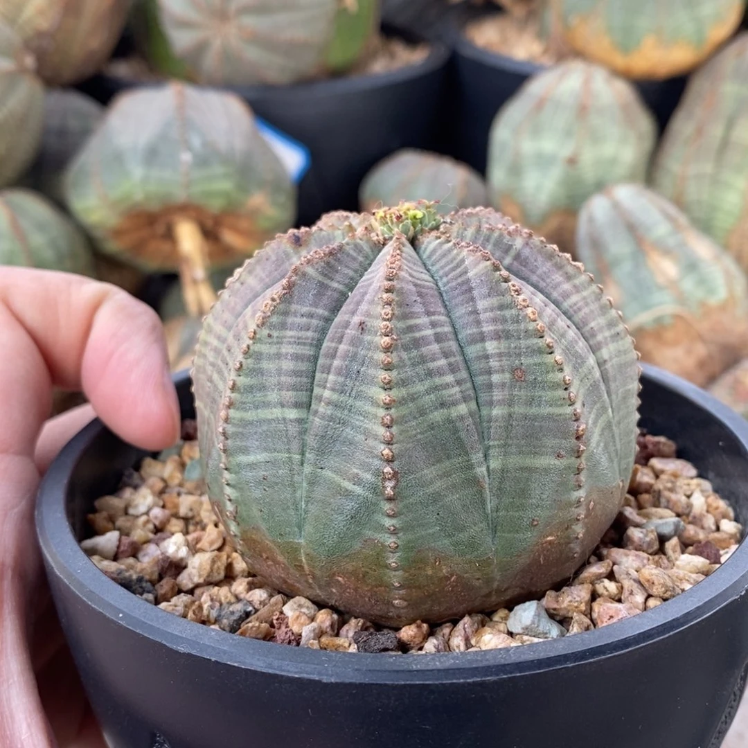 27 欧系实生布纹球多肉植物