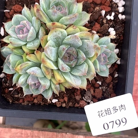 秋***歌0799一颗8888888888